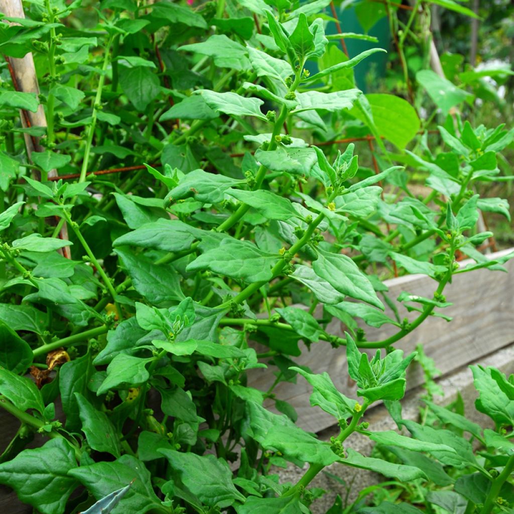 Nieuw-Zeelandse spinazie - Tetragonia tetragonoides