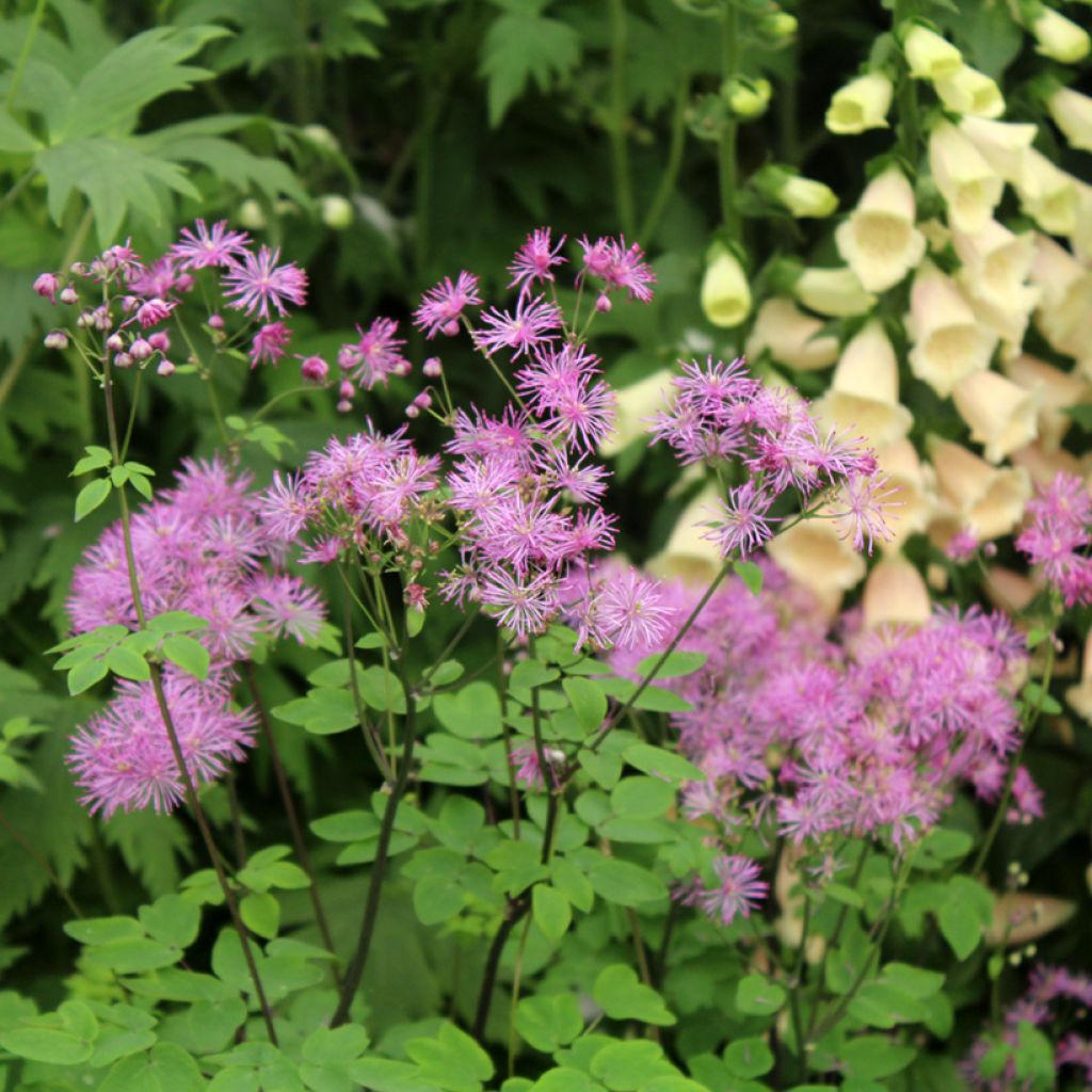 Thalictrum Black Stockings - Ruit