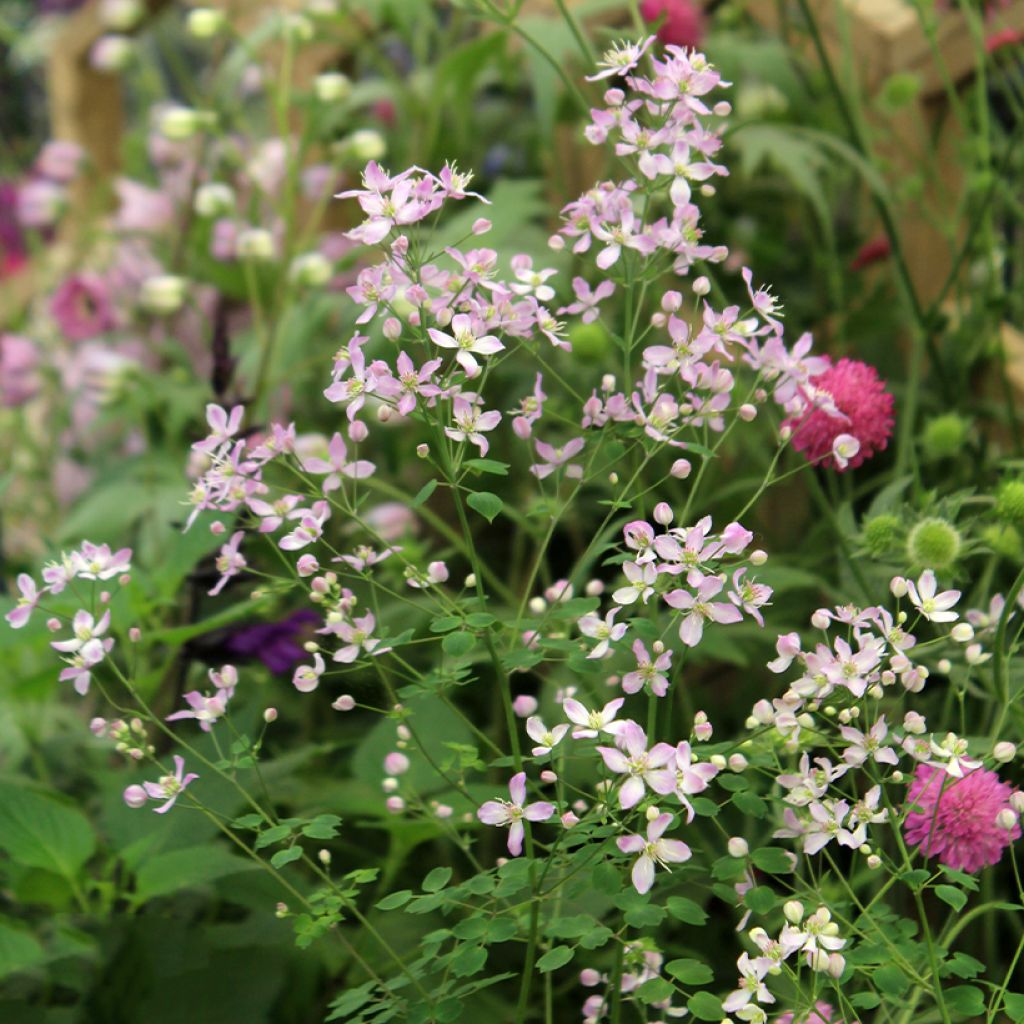 Thalictrum Fairy Wings - Akeleiruit