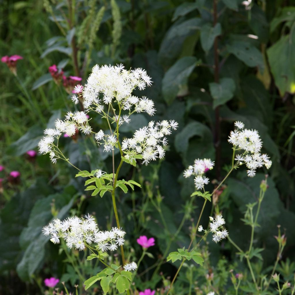 Thalictrum aquilegifolium Album - Akeleiruit