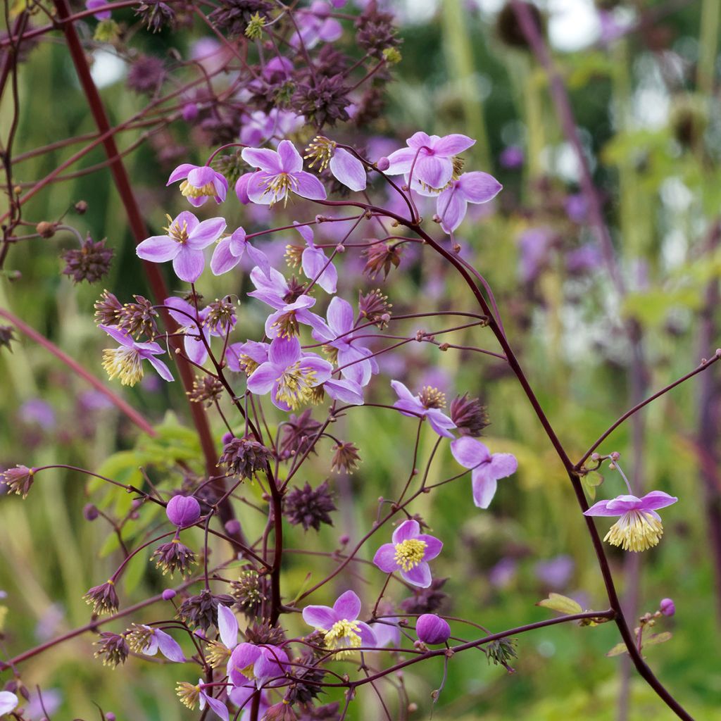 Thalictrum delavayi Splendide - Chinese ruit