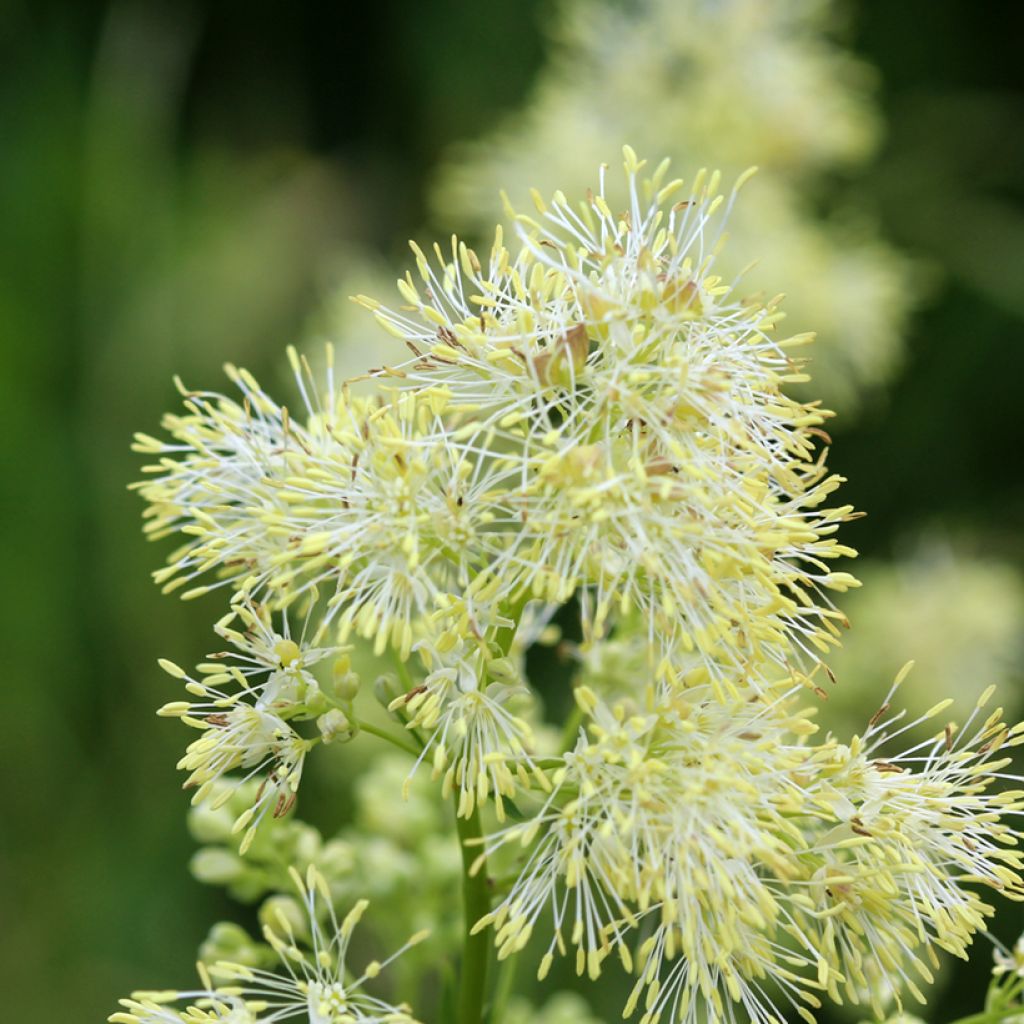Thalictrum sphaerostachyum - Poelruit