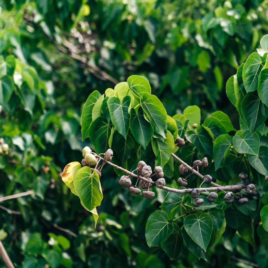Thespesia populnea - Strandpopulier