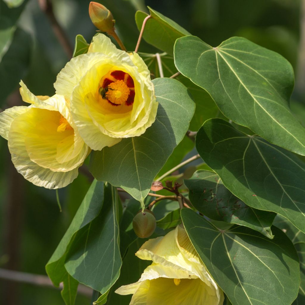 Thespesia populnea - Strandpopulier