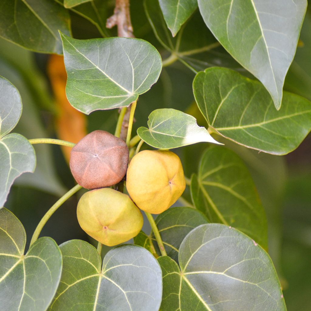 Thespesia populnea - Strandpopulier