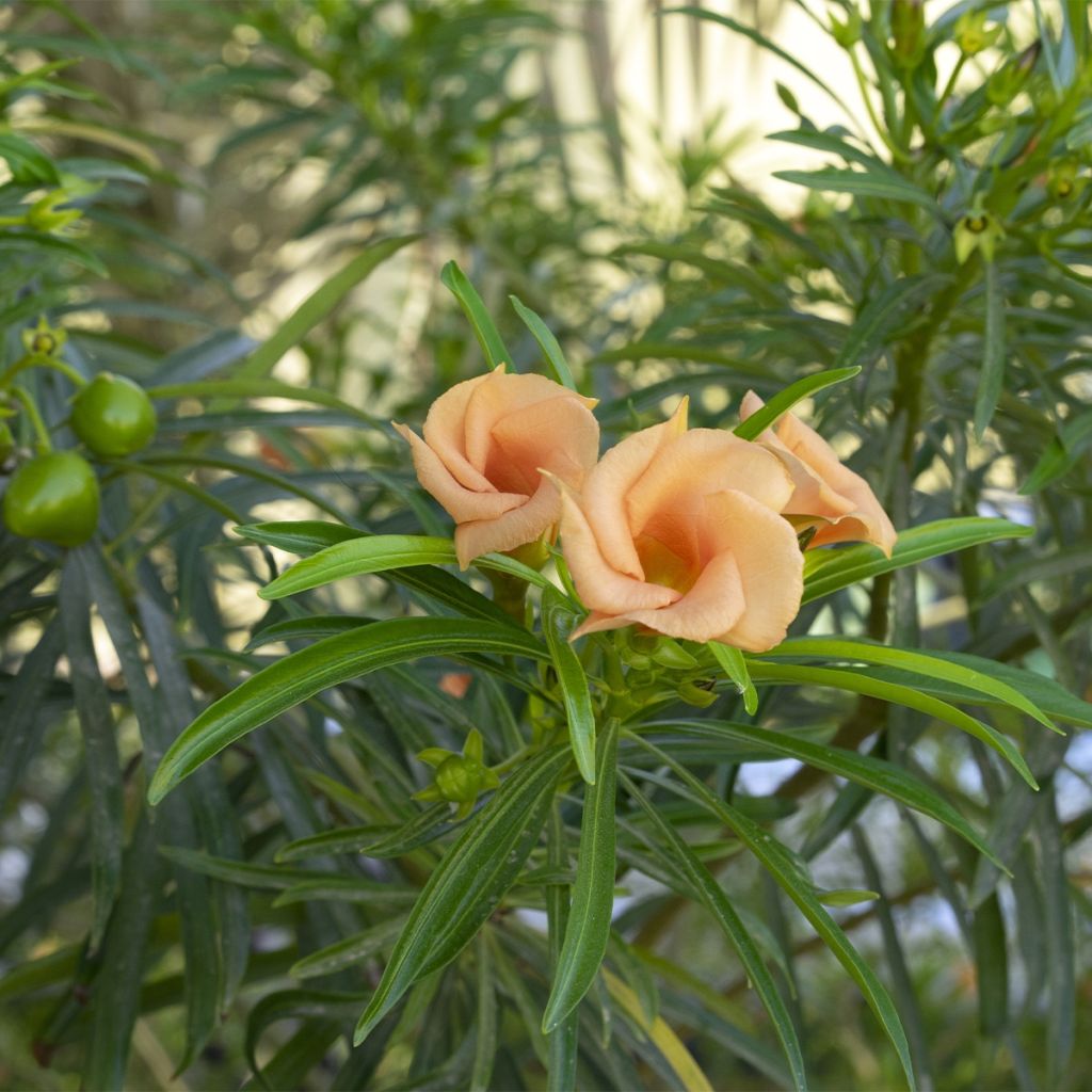 Thevetia peruviana - Gele oleander