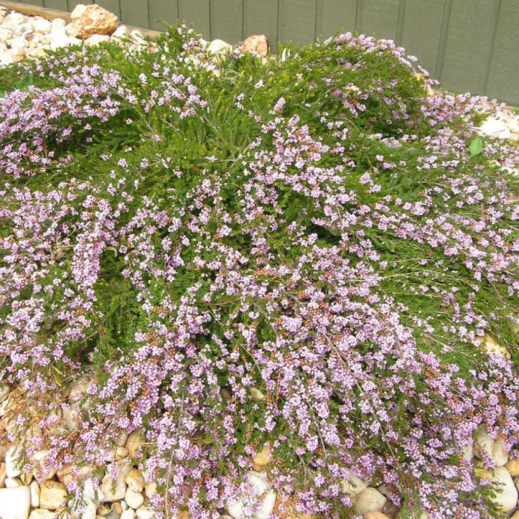 Thryptomene saxicola