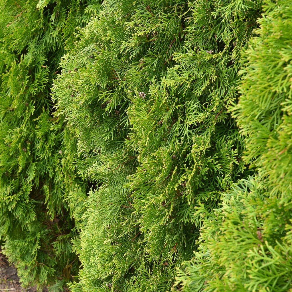 Thuja occidentalis Kordes - Westerse levensboom
