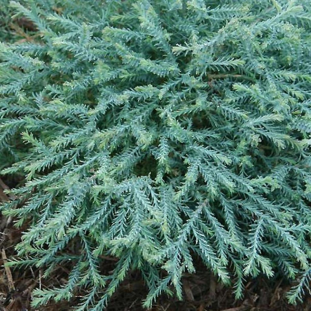 Thuja occidentalis Pancake Concesarini - Westerse levensboom