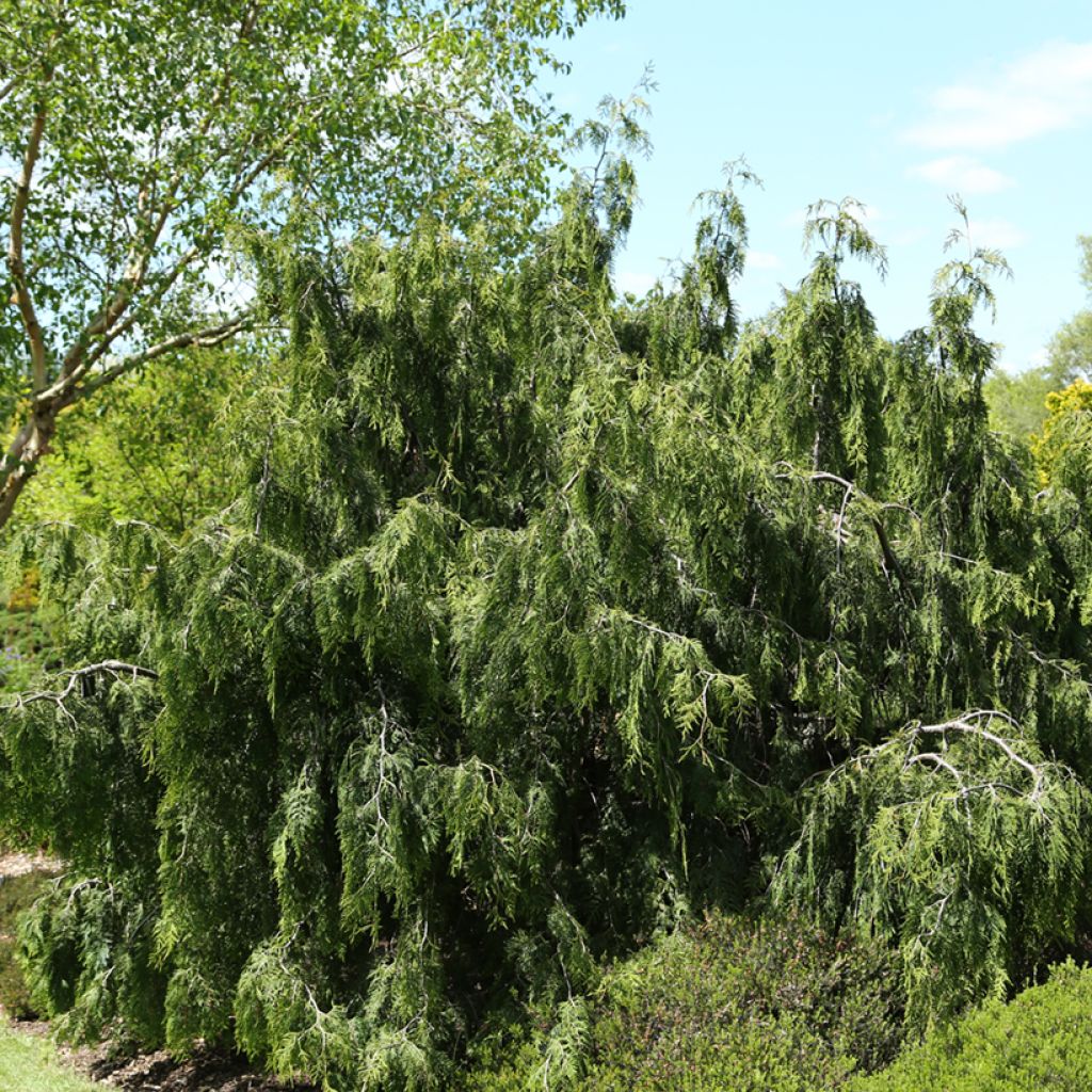 Thuja occidentalis Pendula - Westerse levensboom