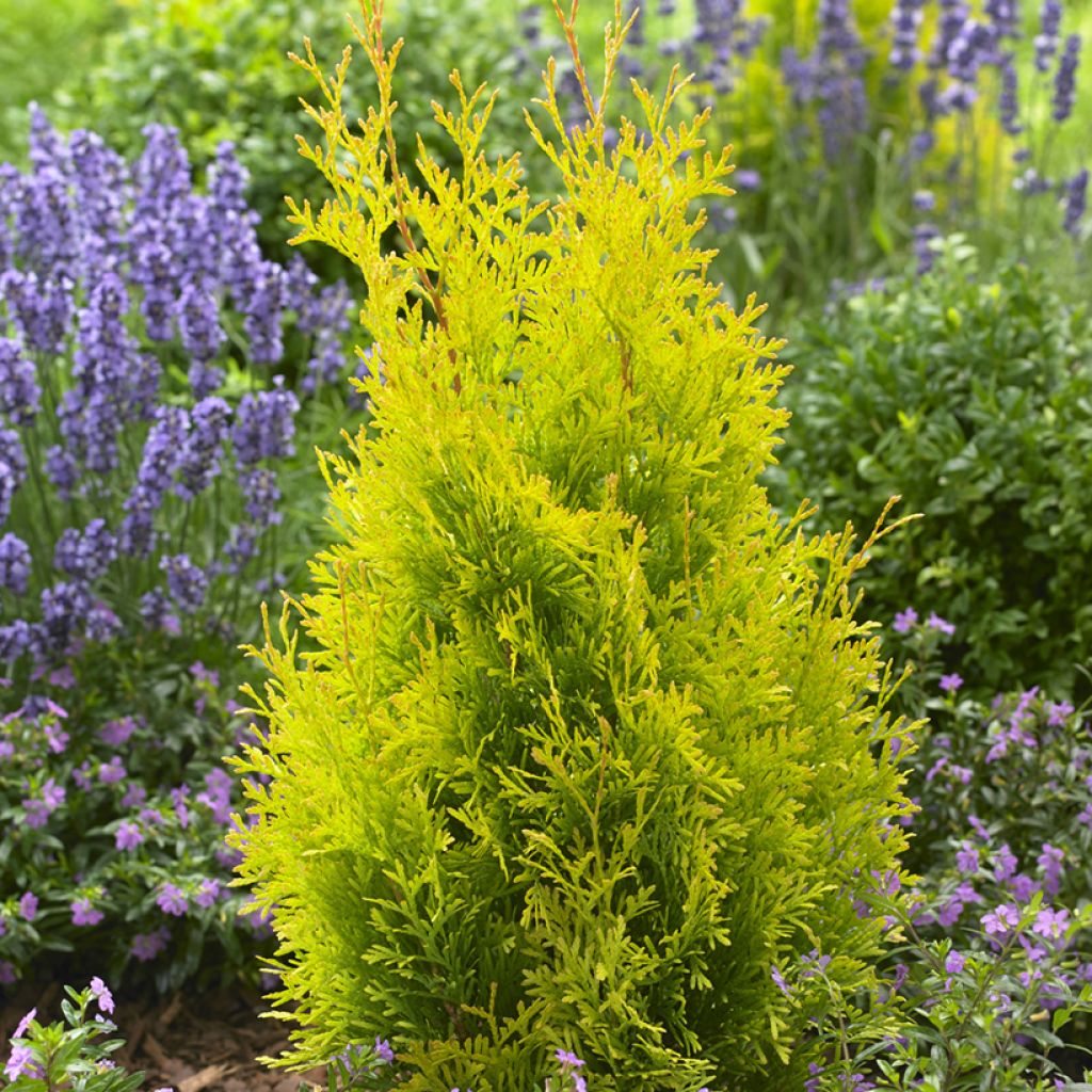 Thuja occidentalis Sunny Smaragd - Westerse levensboom