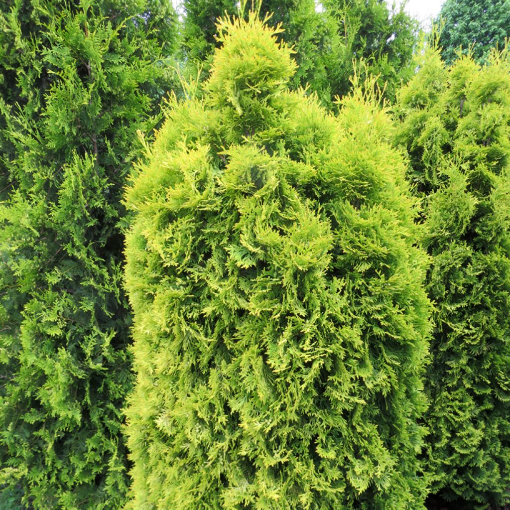 Thuja occidentalis Sunny Smaragd - Westerse levensboom