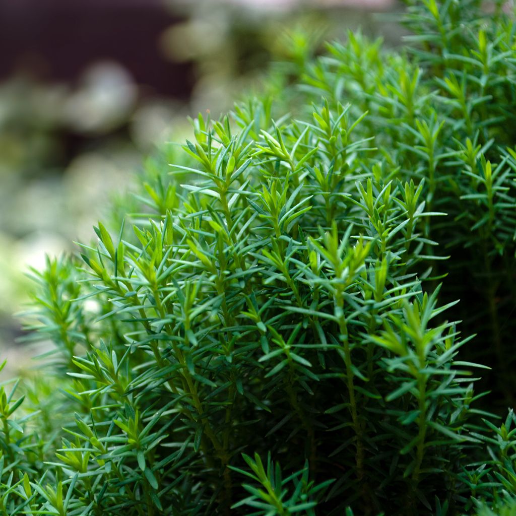 Thuja occidentalis Teddy - Westerse levensboom