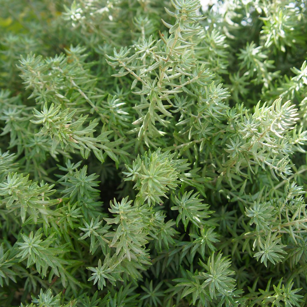 Thuja occidentalis Teddy - Westerse levensboom