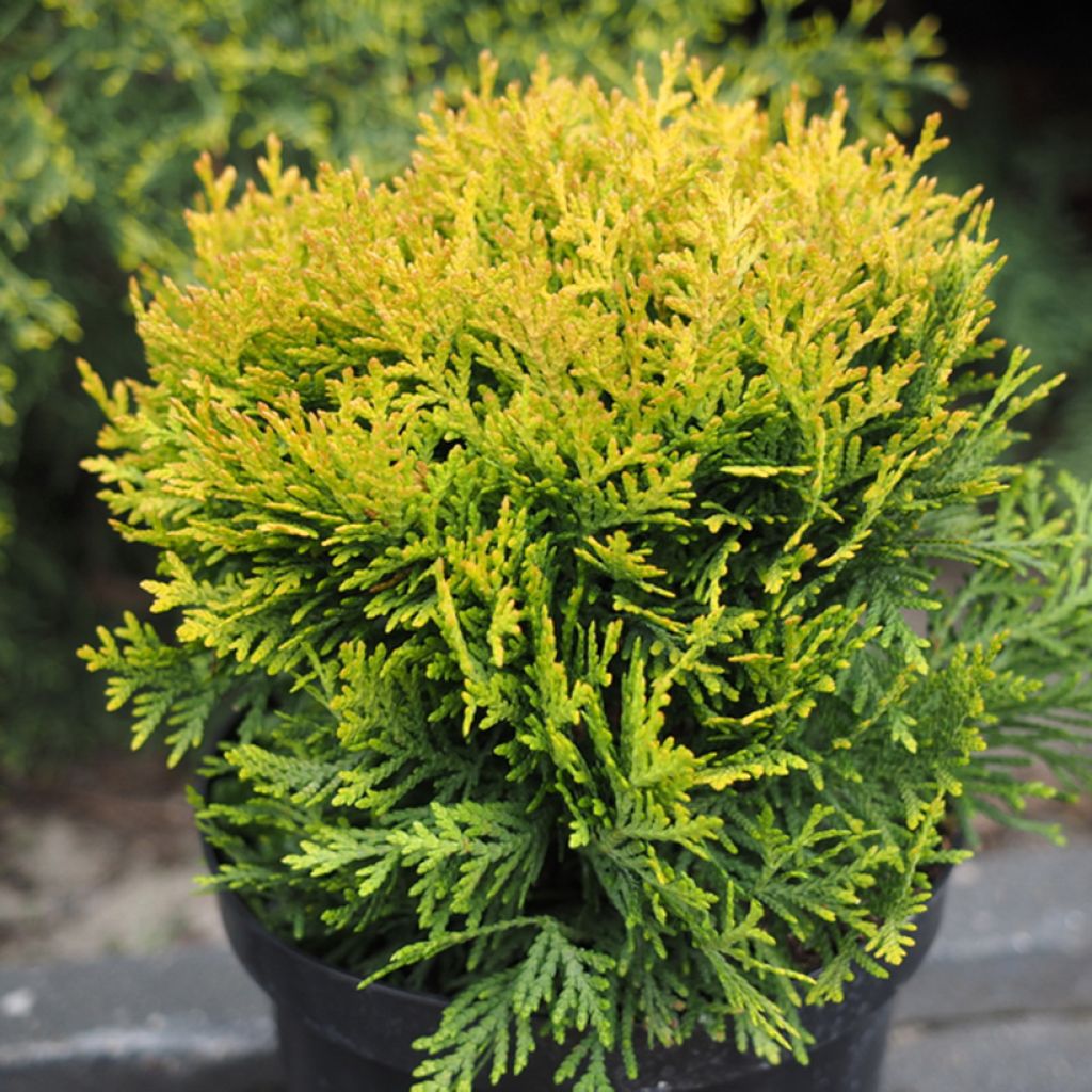 Thuja occidentalis Globosa Aurea - Westerse levensboom
