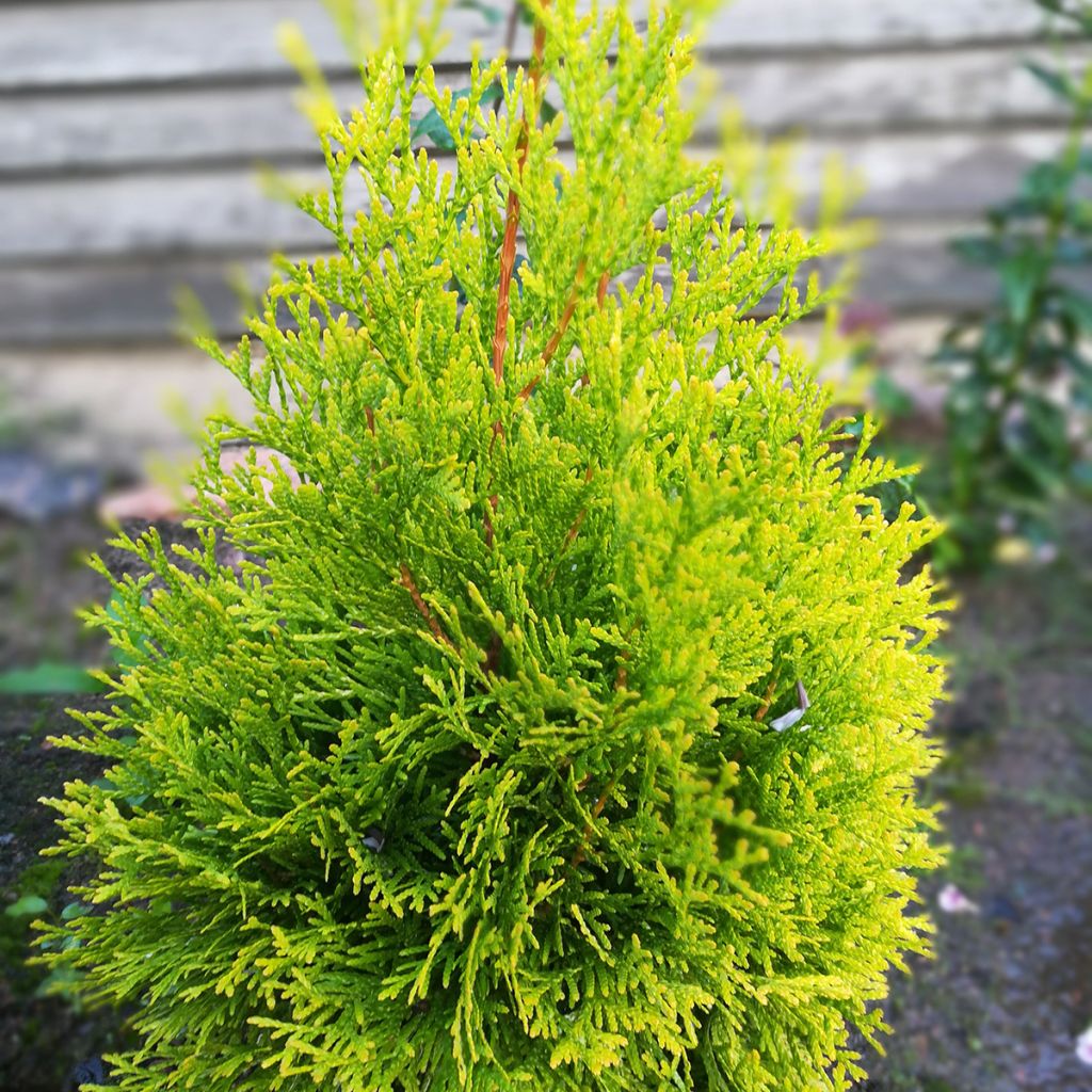 Thuja occidentalis Malonyana Aurea - Westerse levensboom