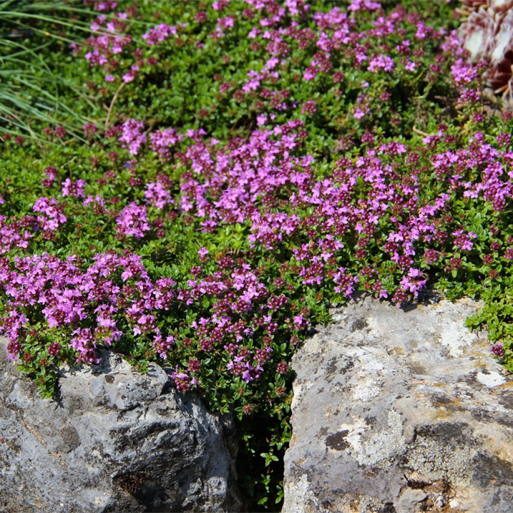 Thymus serpyllum Magic Carpet - Wilde tijm
