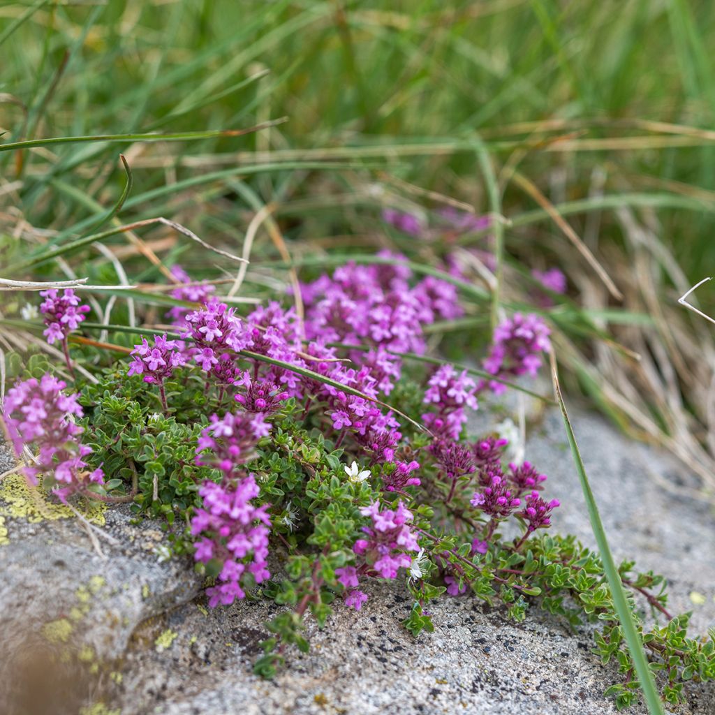 Wilde tijm - Thymus serpyllum