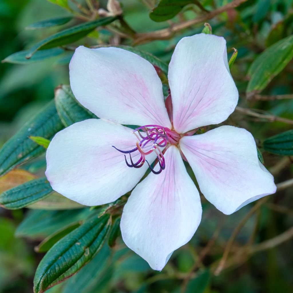 Tibouchina urvilleana Peace Baby - Spinnenbloem