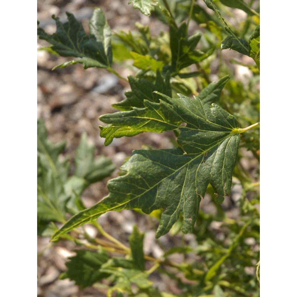 Tilia platyphyllos Henryk Eder - Zomerlinde