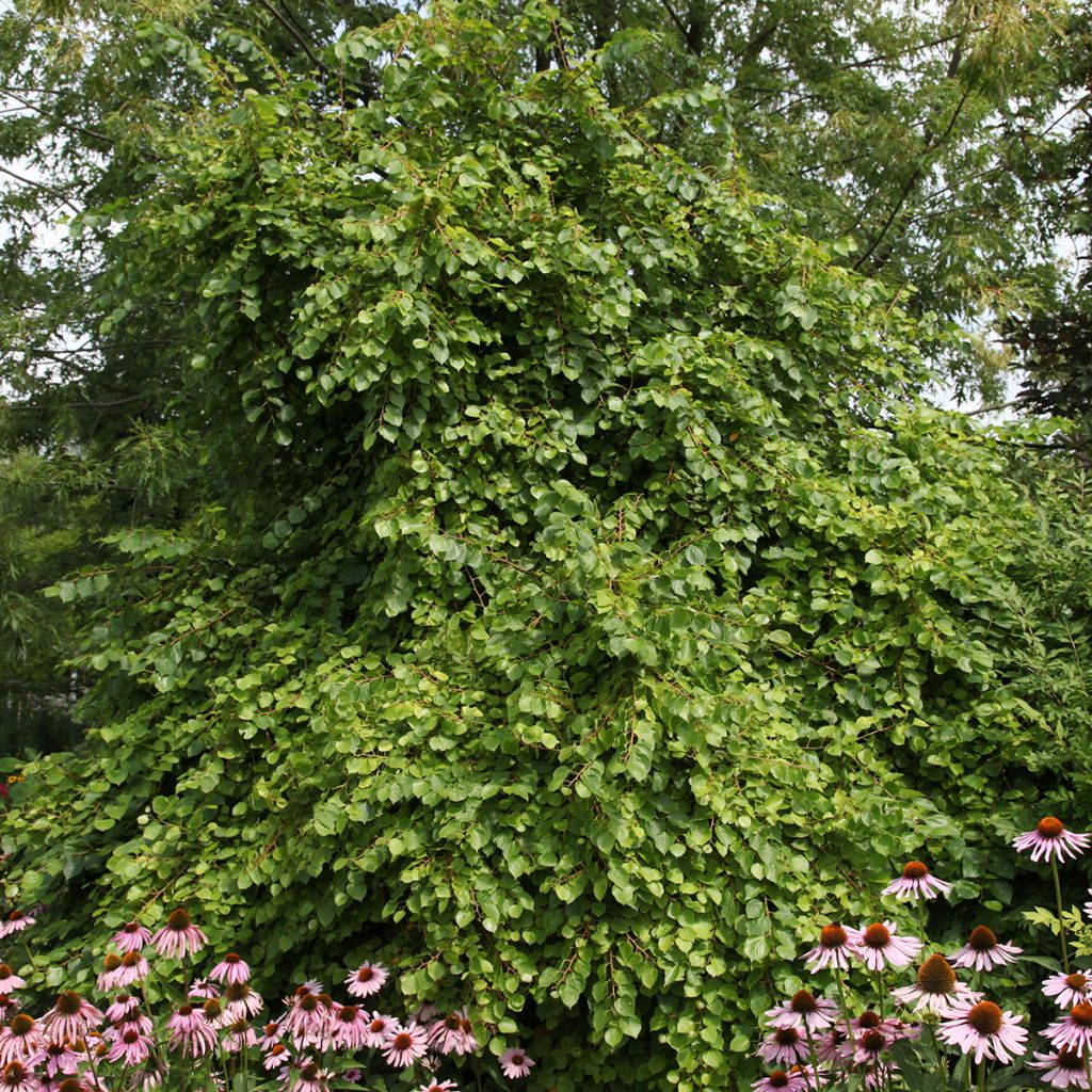 Tilia cordata Pevé Kronenberg - Winterlinde