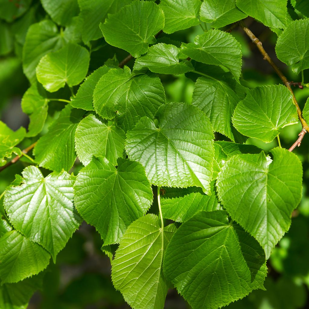 Tilia cordata Simone - Winterlinde