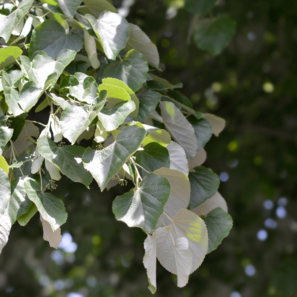 Tilia tomentosa - Zilverlinde
