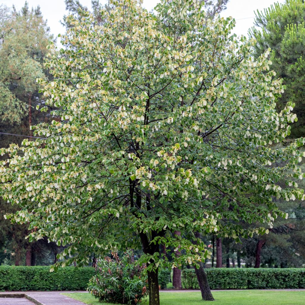 Tilia tomentosa - Zilverlinde