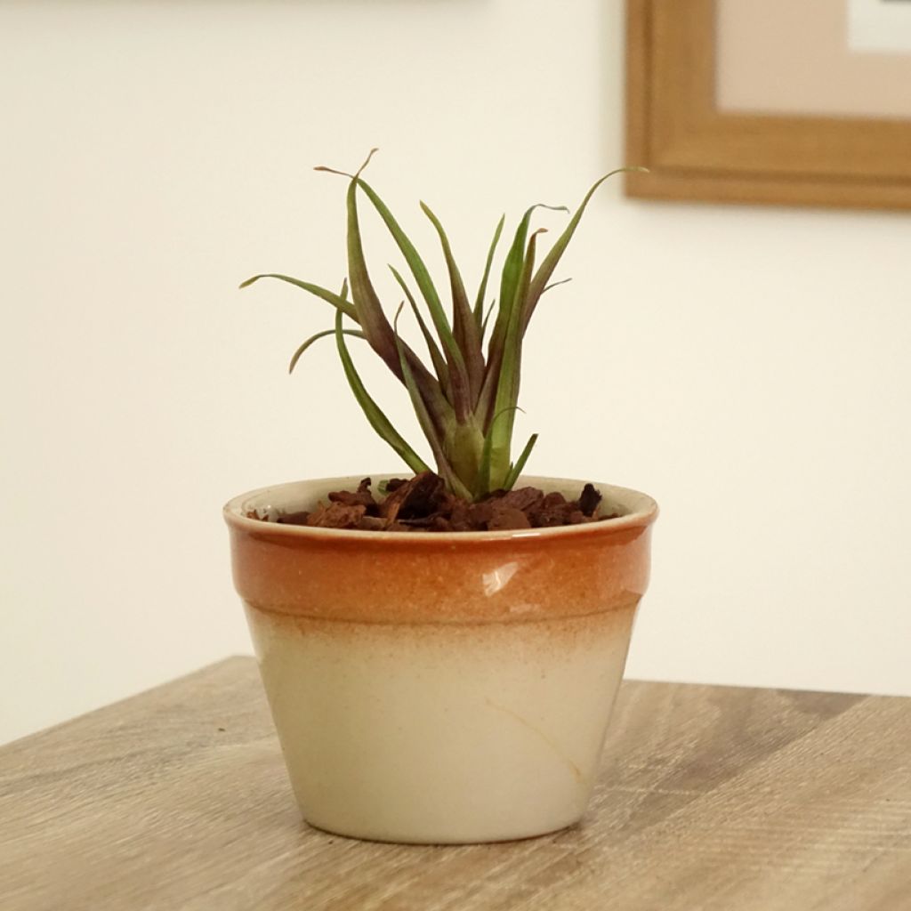 Tillandsia Andreas - Luchtplantje