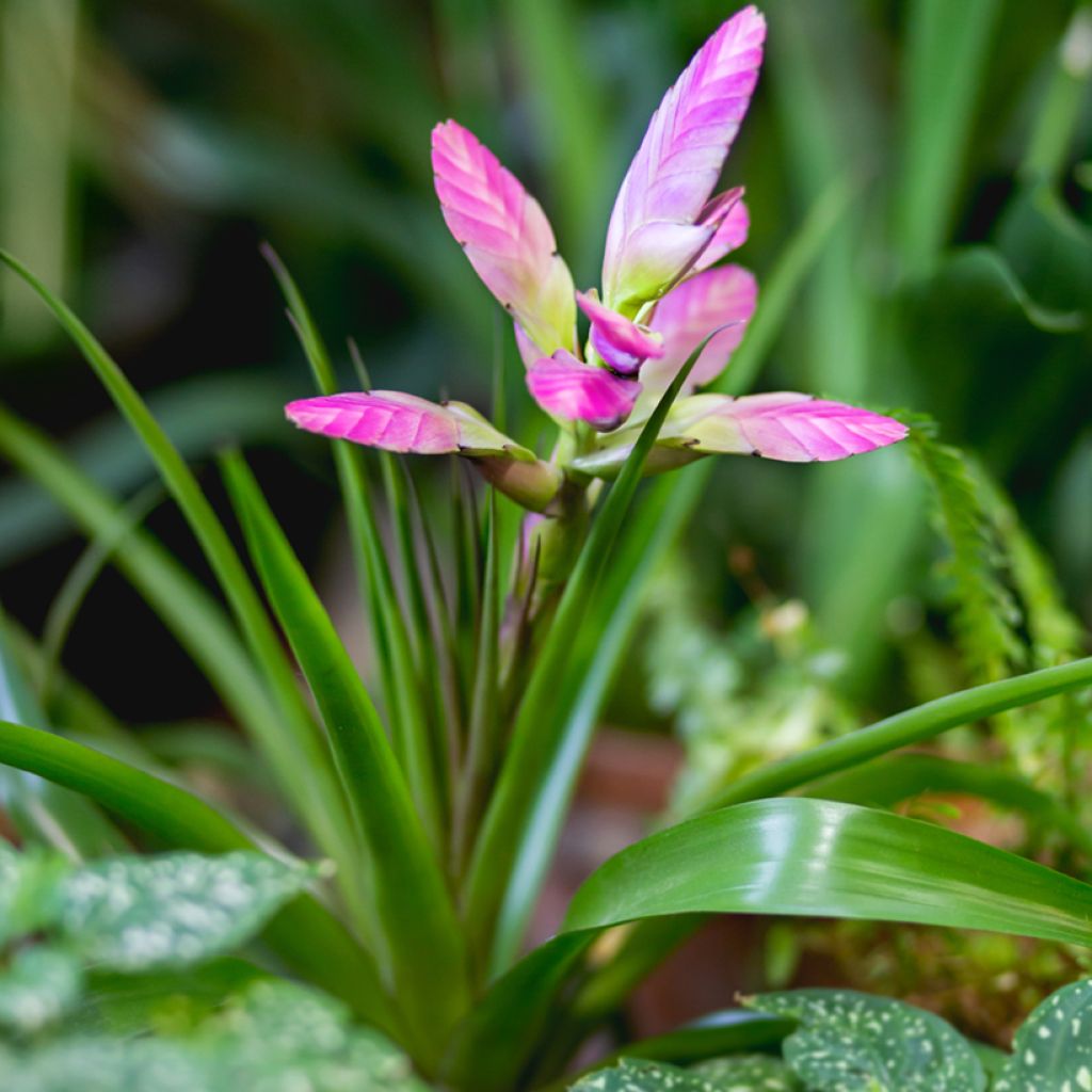 Tillandsia Andreas - Luchtplantje