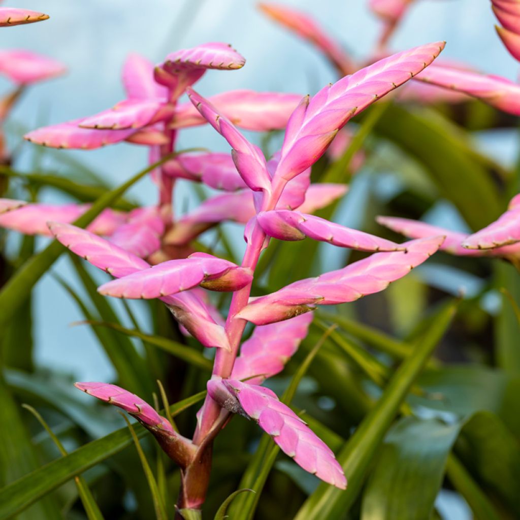 Tillandsia Andreas - Luchtplantje