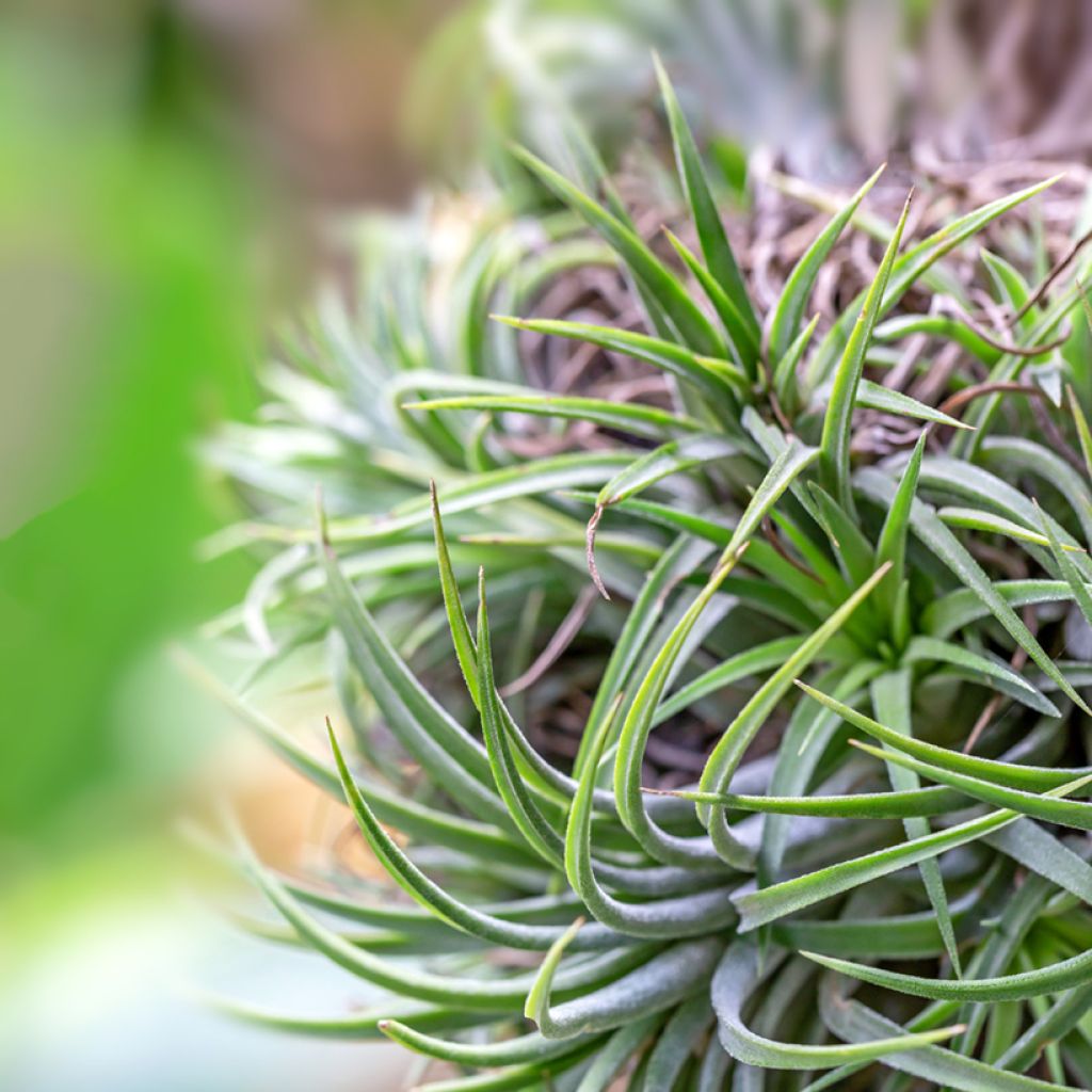 Tillandsia Mizuki - Luchtplantje