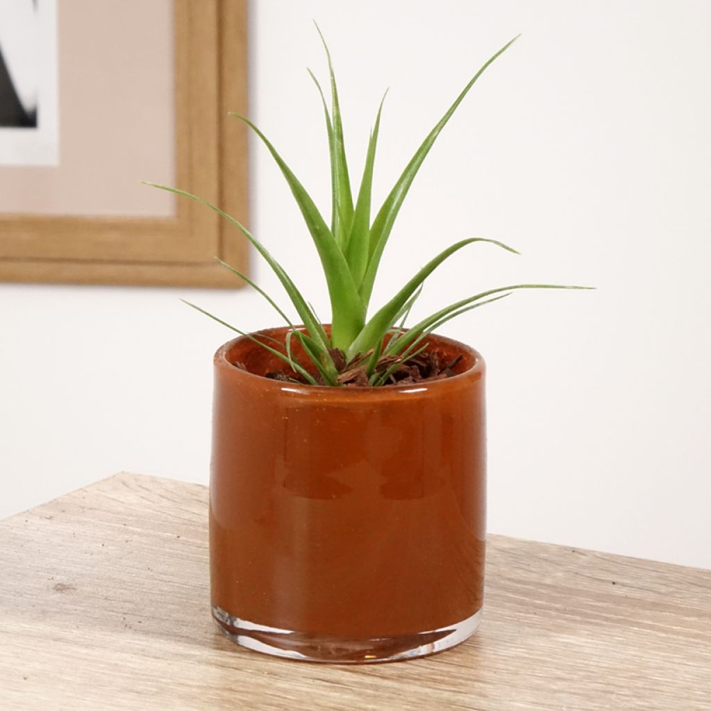 Tillandsia Naomi - Luchtplantje