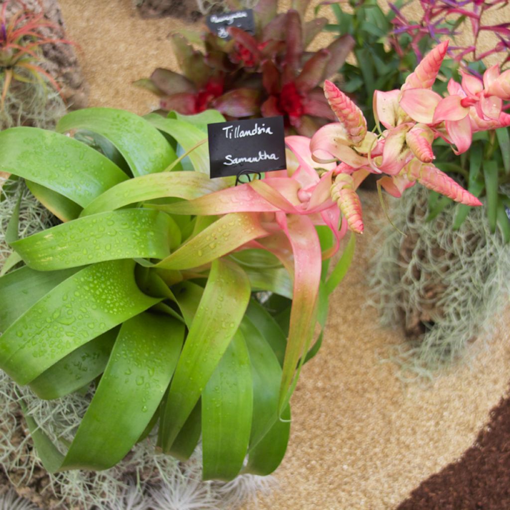 Tillandsia Samantha - Luchtplantje