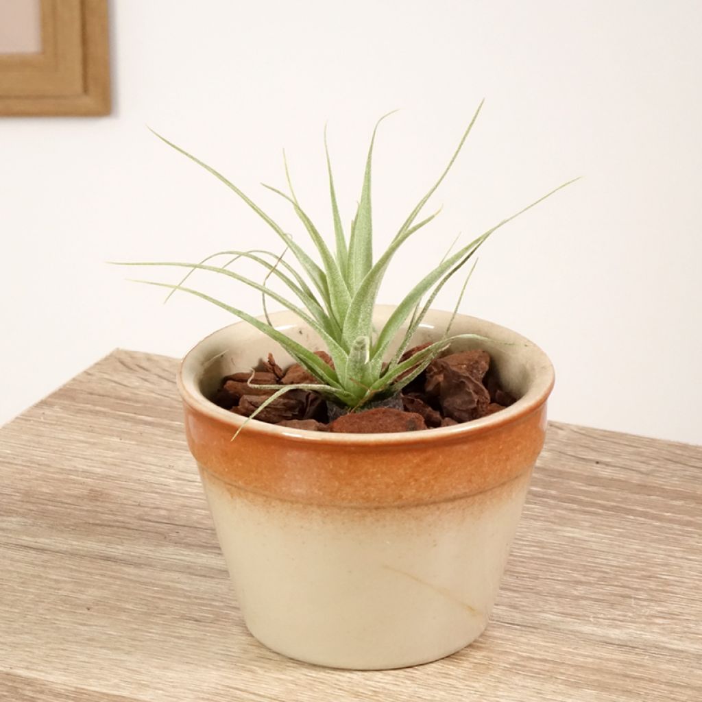 Tillandsia Samantha - Luchtplantje