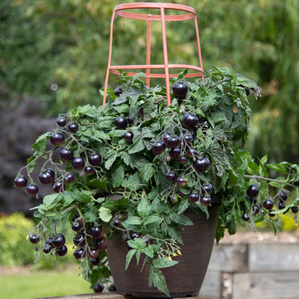 Cocktailtomaat Akoya F1