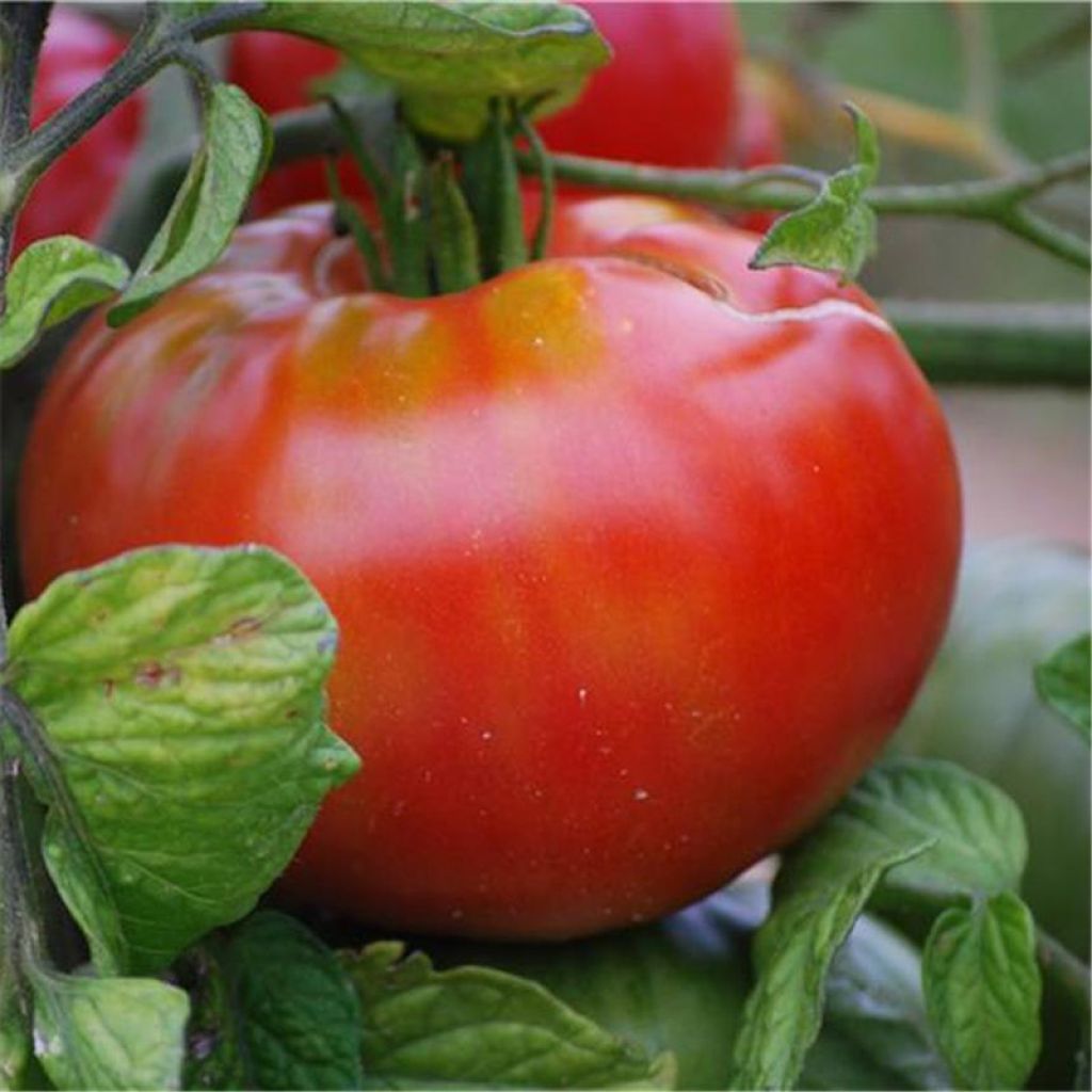 Tomate Altaisky Bio - Ferme de Sainte Marthe