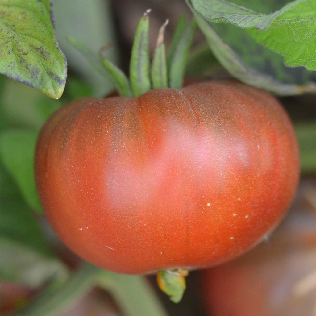 Tomate Black Sea Man Bio - Ferme de Sainte Marthe
