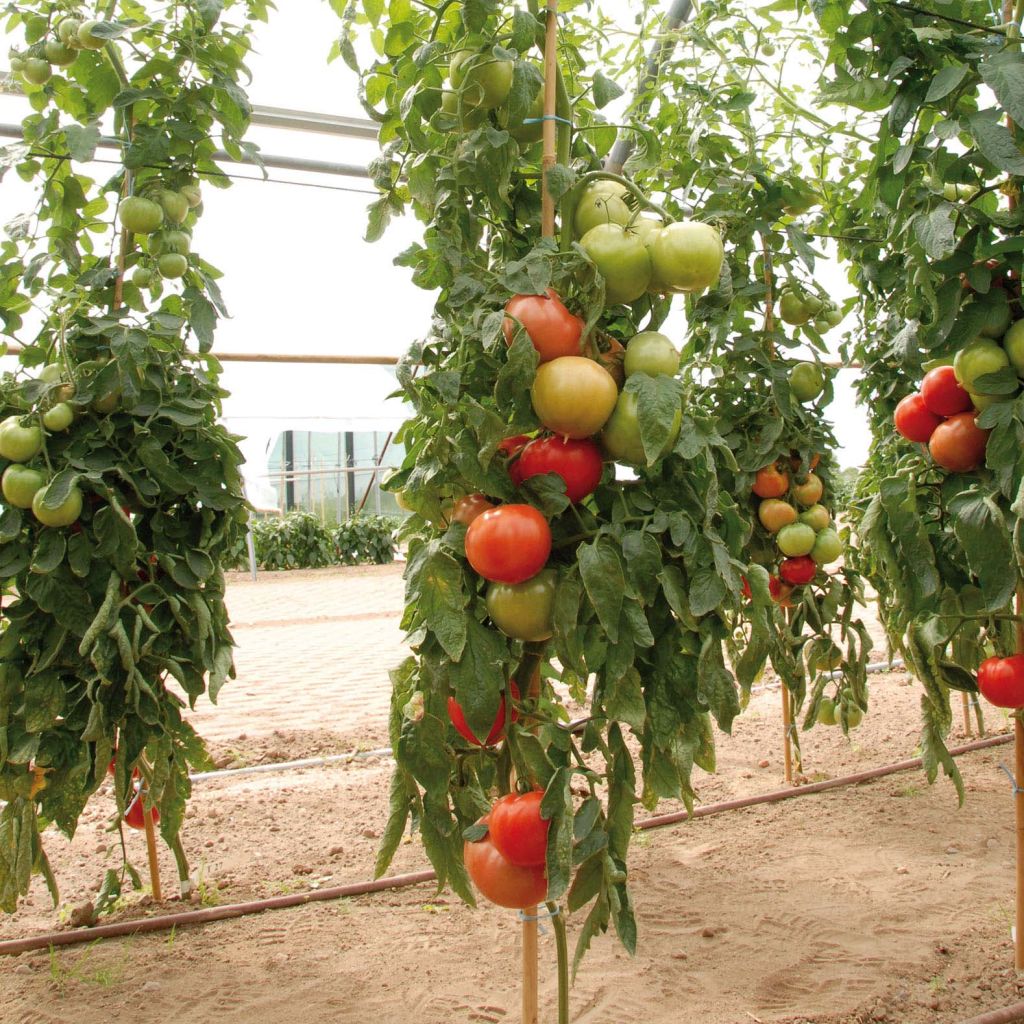 Tomaat Fantasio F1 (jonge planten)