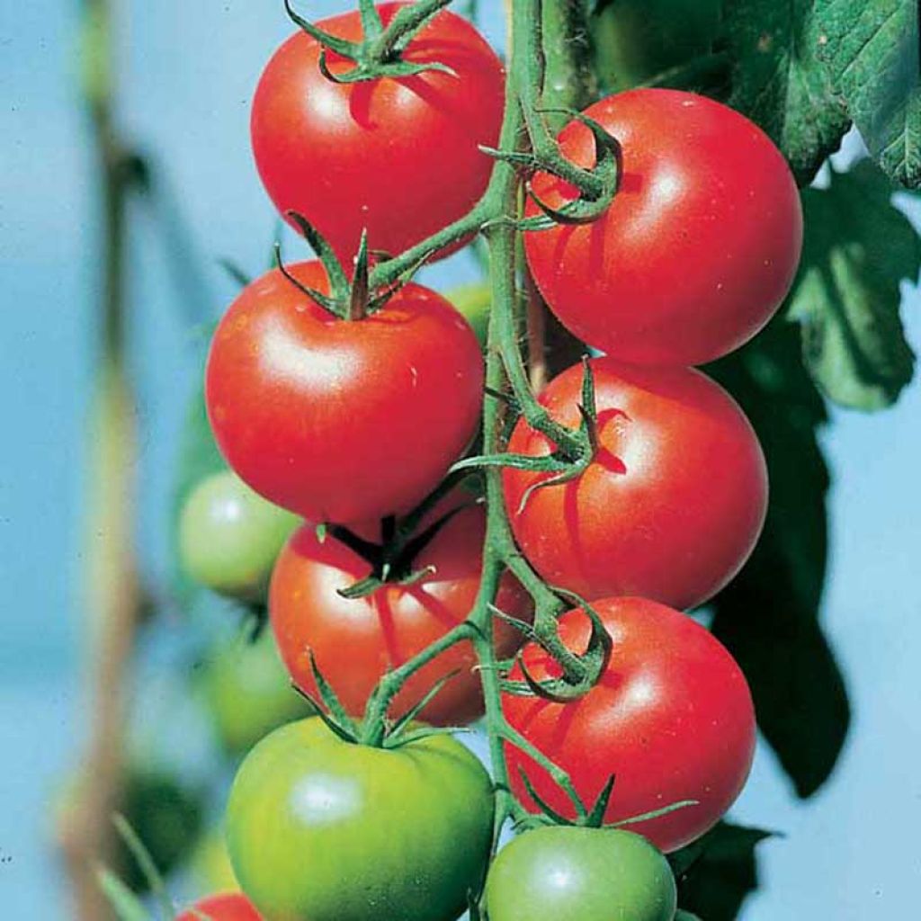 Tomaat Fantasio F1 (jonge planten)