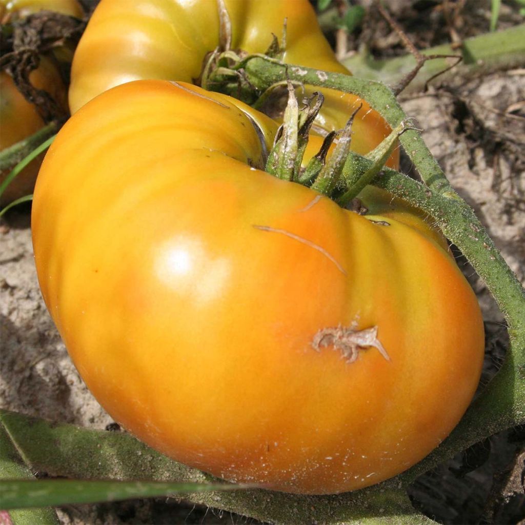Tomate Giraffe Bio - Ferme de Sainte Marthe