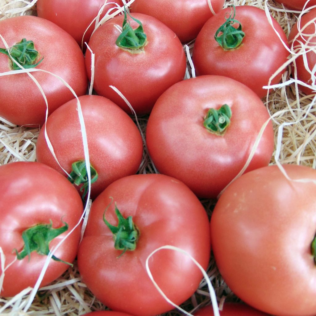 Tomaat Honey Moon F1 (jonge planten)