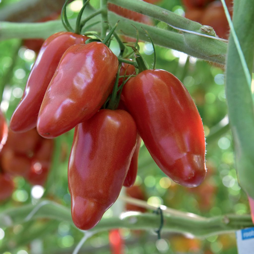 Tomaat Licorna F1 (jonge planten)