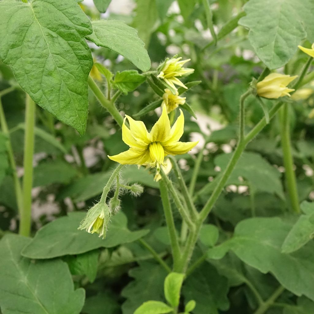 Tomaat Zwarte van de Krim F1 (jonge planten - geënt)