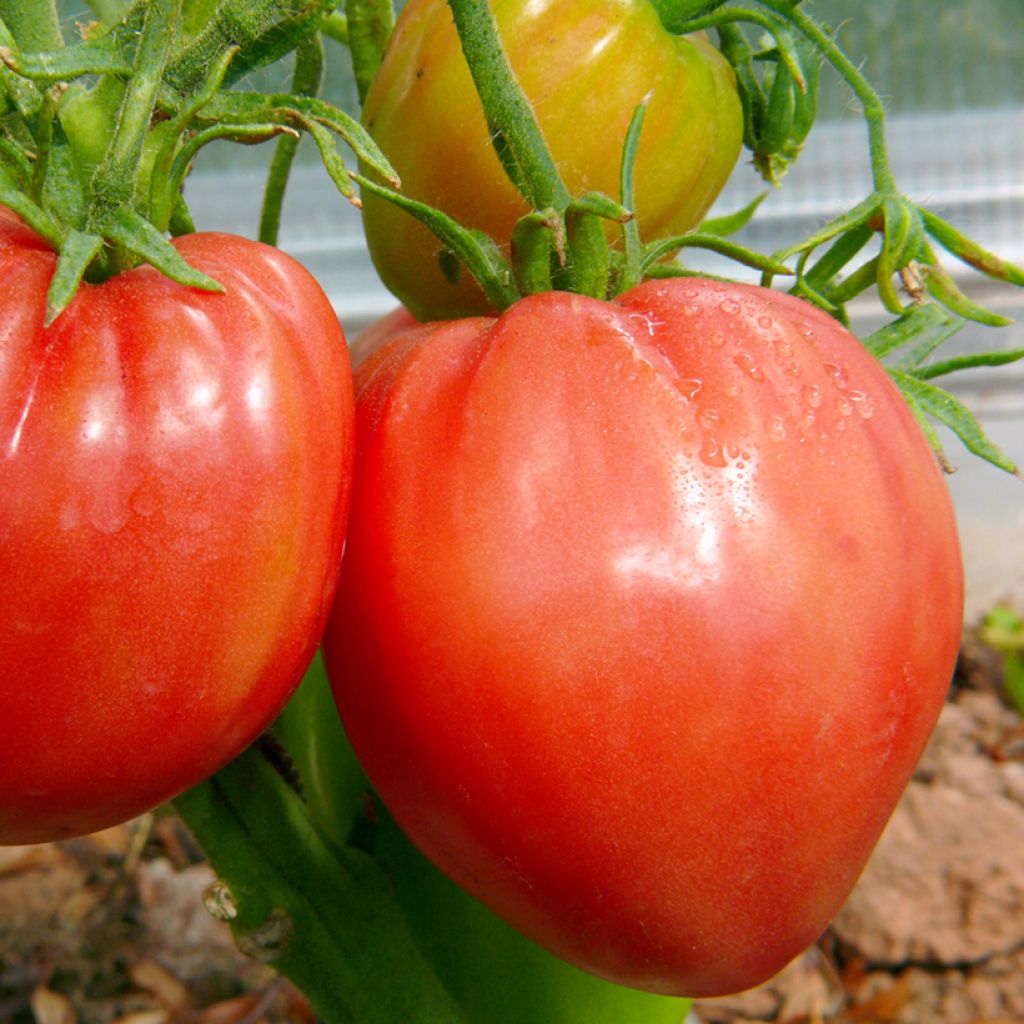 Vleestomaat Cauralina F1 (jonge planten)