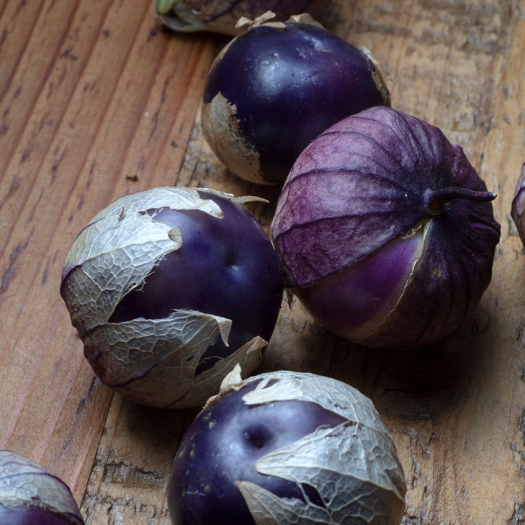 Tomatillo Violet BIO - Ferme de Sainte Marthe