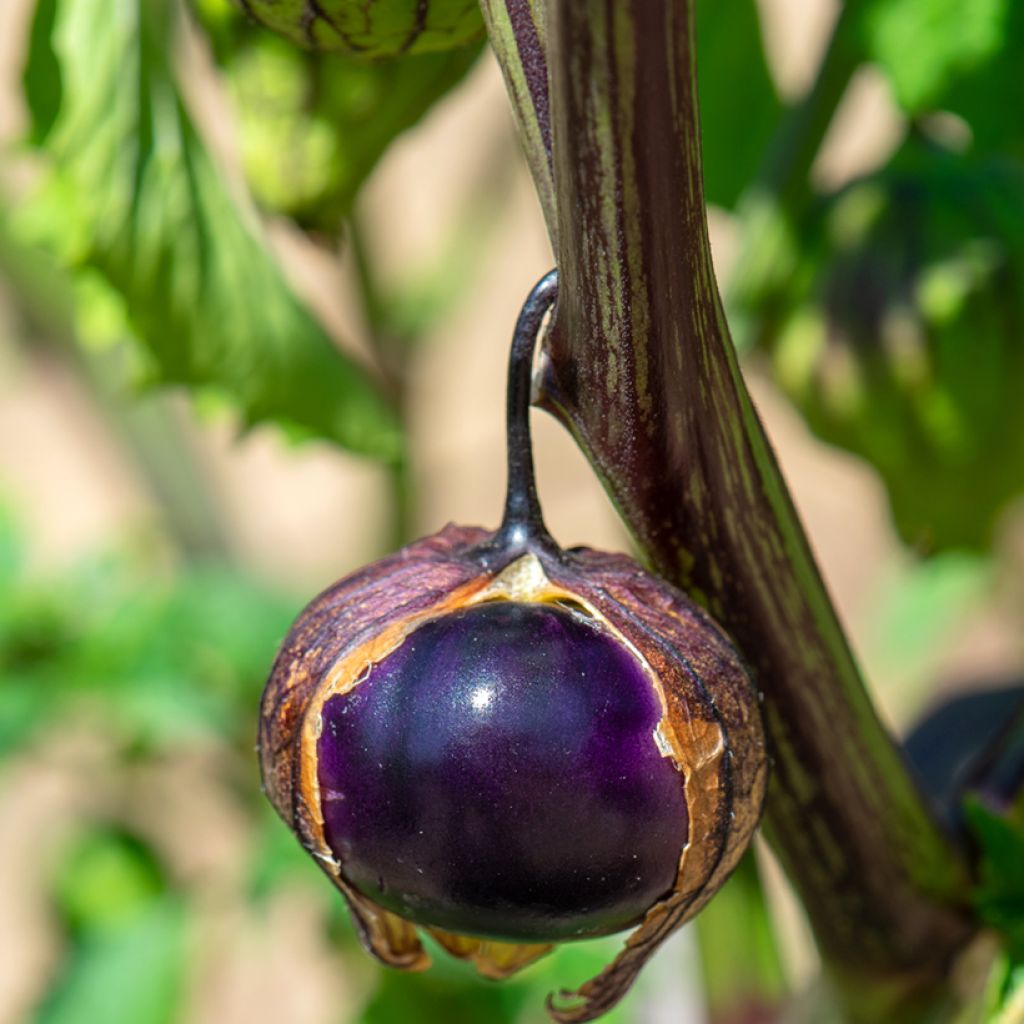 Tomatillo Violet BIO - Ferme de Sainte Marthe