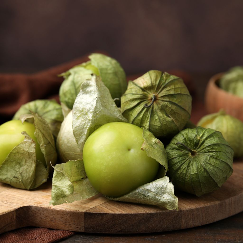 Tomatillo BIO - Ferme de Sainte Marthe