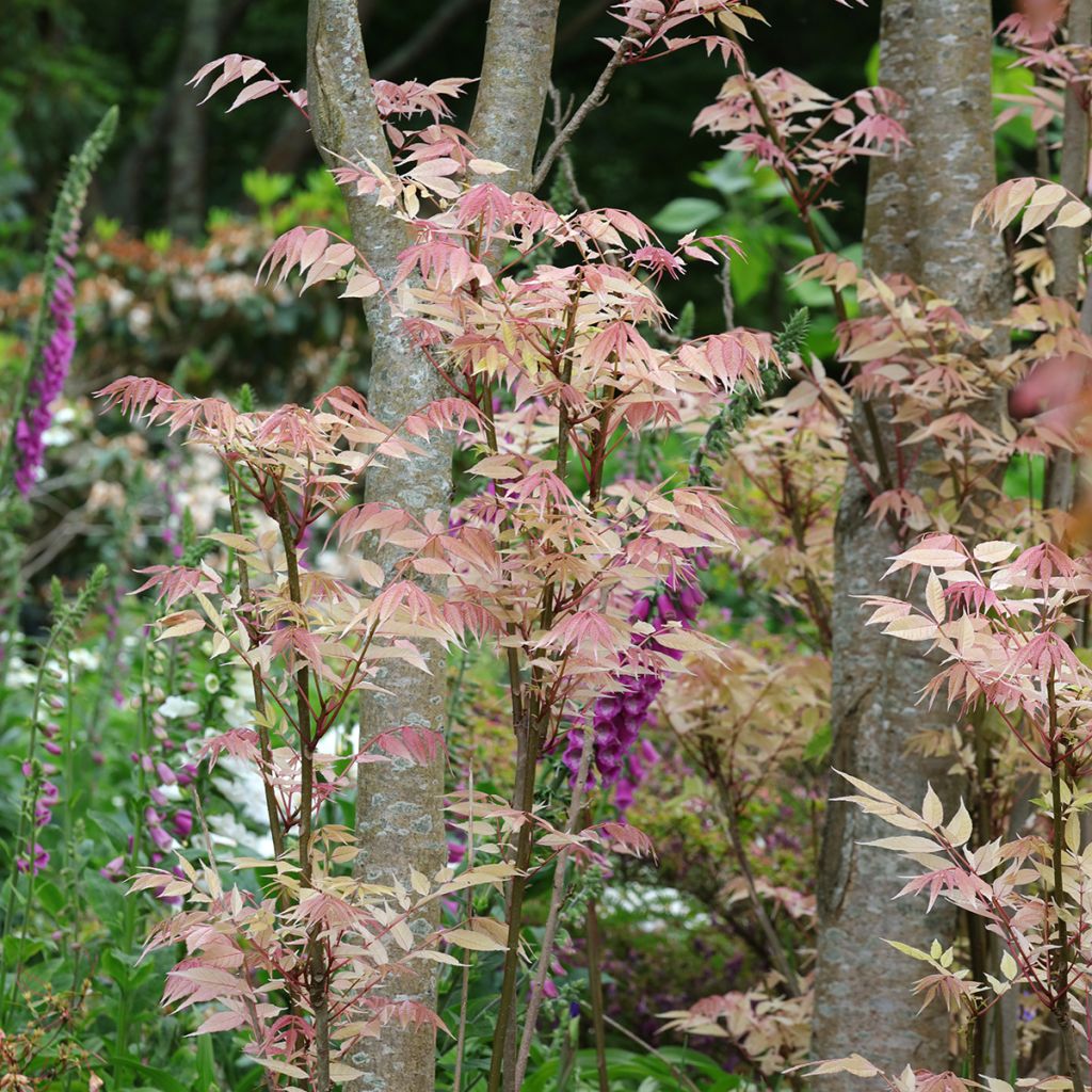 Toona sinensis Flamingo - Chinese mahonieboom