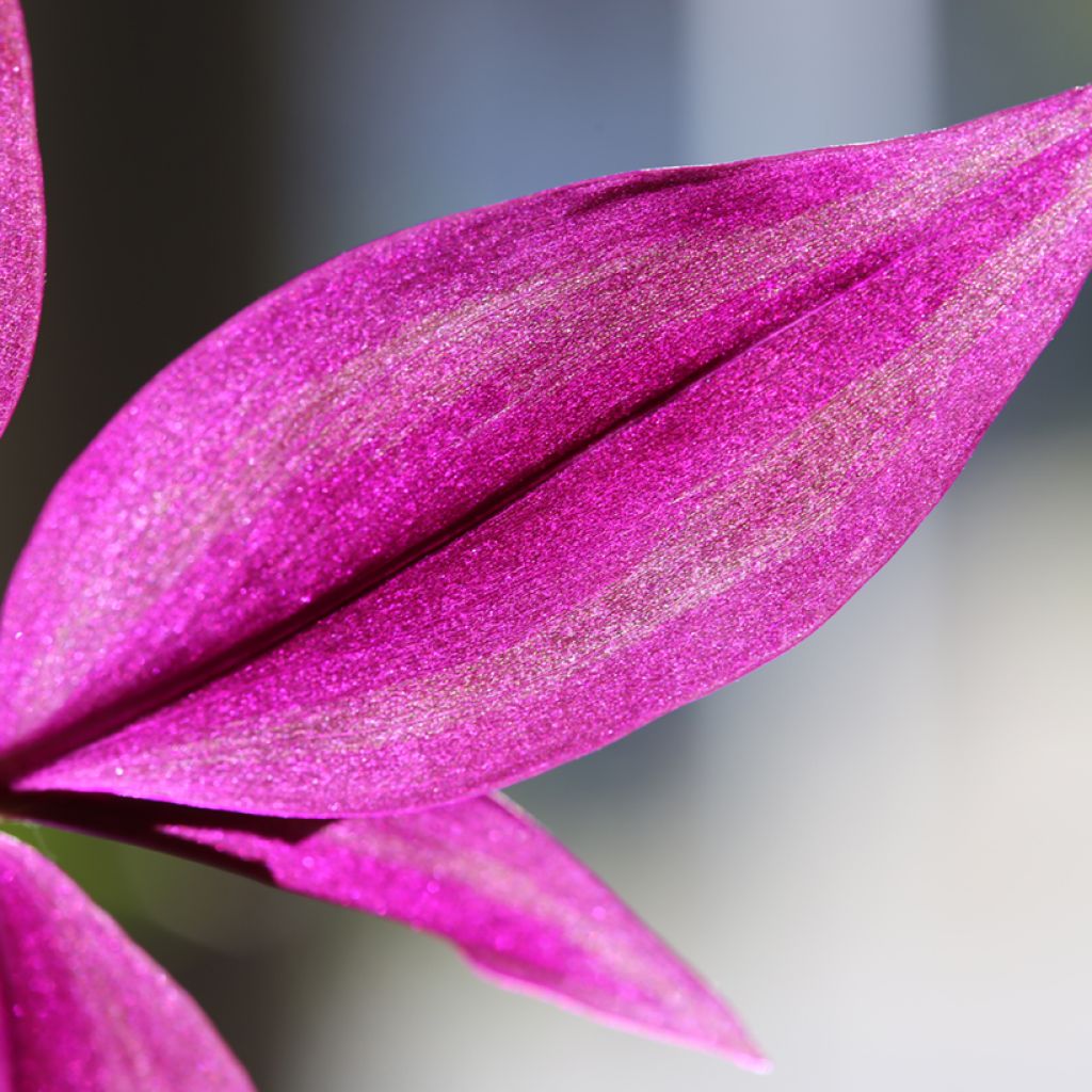 Tradescantia zebrina Pink Paradise - Vaderplant